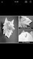 Decoración de pared Wolf - Dfav